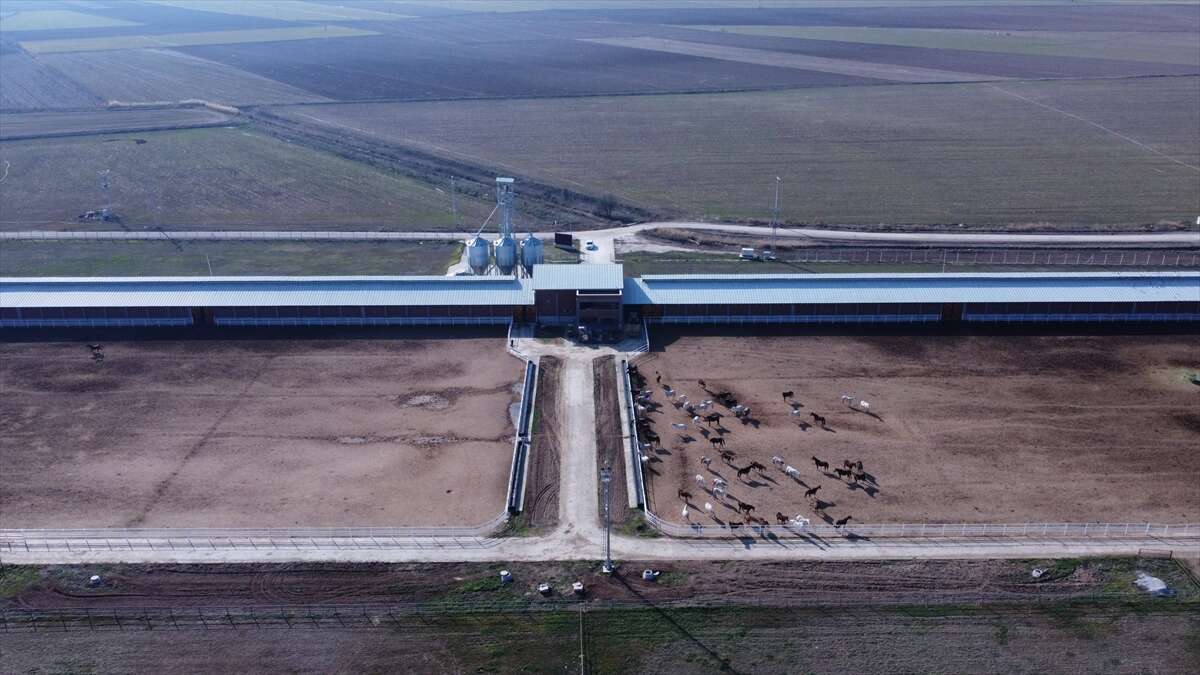 TİGEM’de 120 Safkan Arap Tayı satışa çıkacak 4